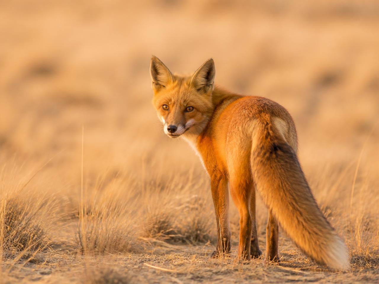 A fox pausing and looking back over its shoulder on a woodland path