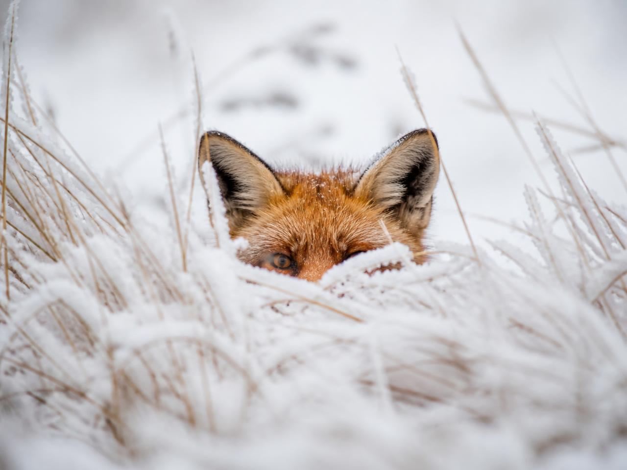 A fox peeking out from behind frosted grasses, illustrating FoxShield privacy