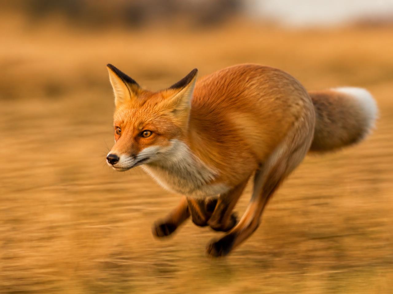 A fox running across an open field, illustrating fast matching and active swaps