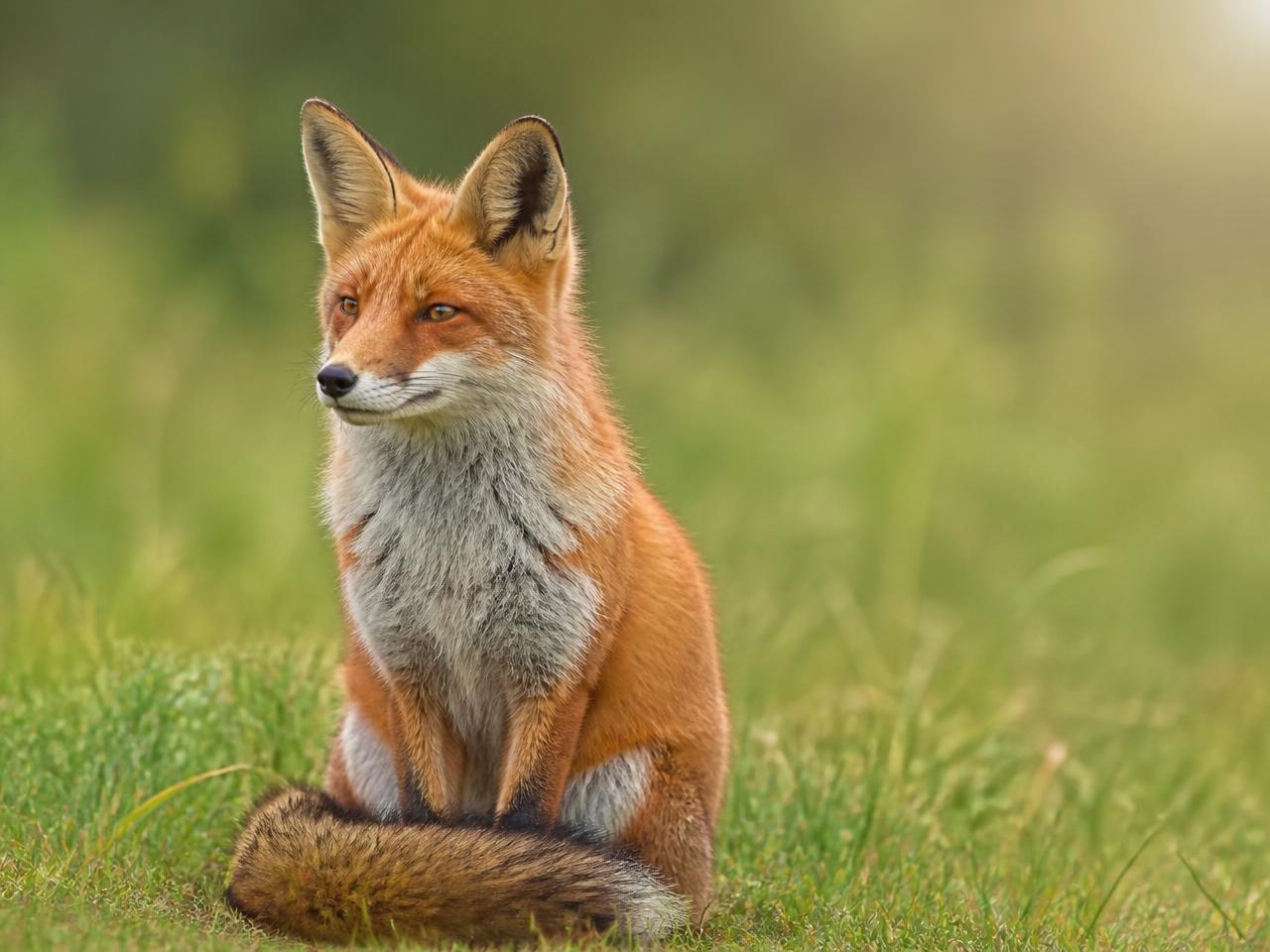 A fox sitting calmly and waiting in dappled light